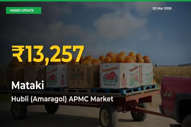 Mataki Price Hits New High in Hubli (Amaragol) APMC Today – Check Latest Mandi Rates