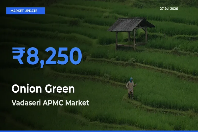 Vadaseri APMC, Nagercoil (Kannyiakumari), Tamil Nadu Leads as Top Mandi for Onion Green Prices