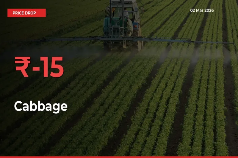 Farmers Alert as Cabbage Prices Slide 15.09% in Local Mandis