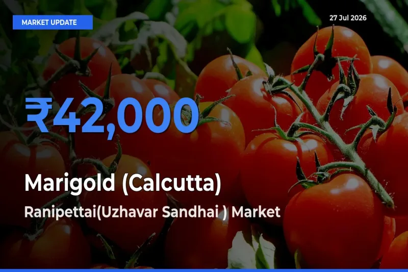 Ranipettai(Uzhavar Sandhai ), Tamil Nadu Leads as Top Mandi for Marigold (Calcutta) Prices