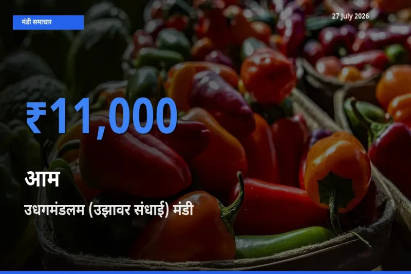 27 July अपडेट: आम के सबसे ऊँचे दाम उधगमंडलम (उझावर संधाई), नीलगिरी, तमिलनाडु मंडी में