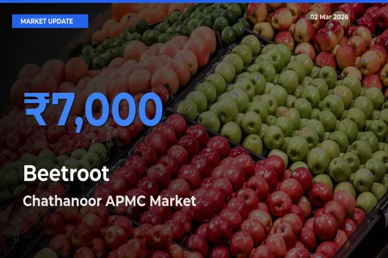 Chathanoor APMC Emerges as Top Mandi for Beetroot Prices Today