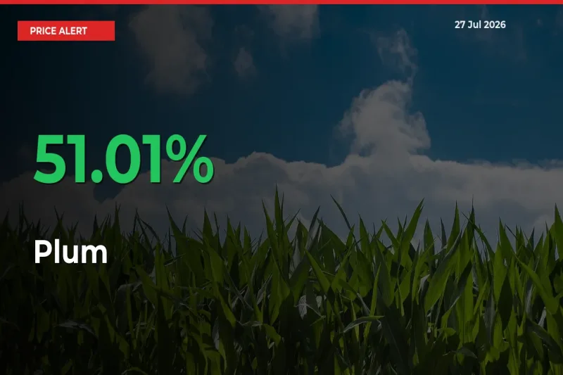 Plum Rises 51.01% at Mandis