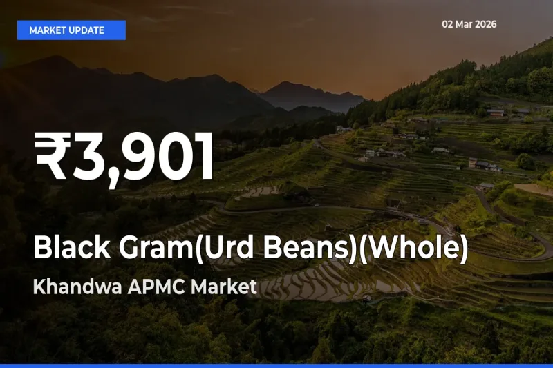 Sharp Fall! Black Gram(Urd Beans)(Whole) Prices Drop to 30-Day Low in Khandwa APMC