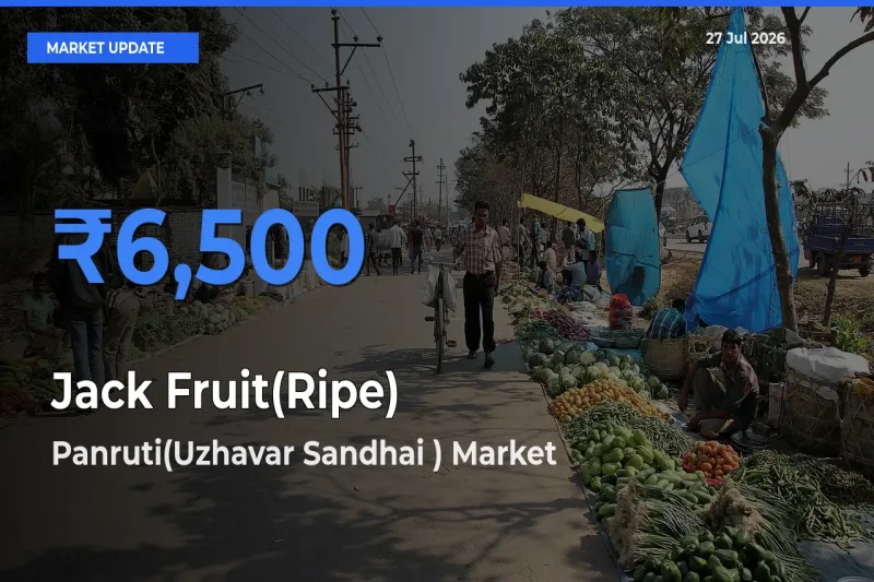Panruti(Uzhavar Sandhai ), Cuddalore, Tamil Nadu Offers ₹6,500 – Highest Jack Fruit(Ripe) Rate Today