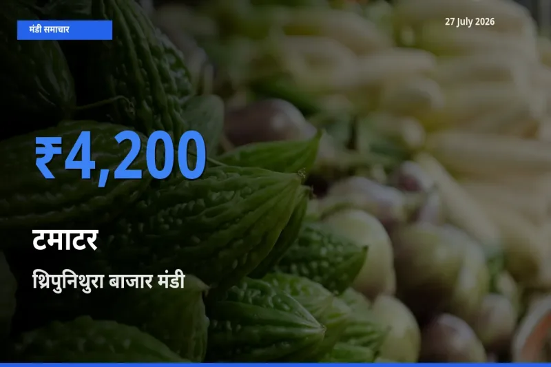 टॉप मंडी बना थ्रिपुनिथुरा बाजार, एर्नाकुलम, केरलम! टमाटर के सबसे ऊँचे दाम यहीं दर्ज