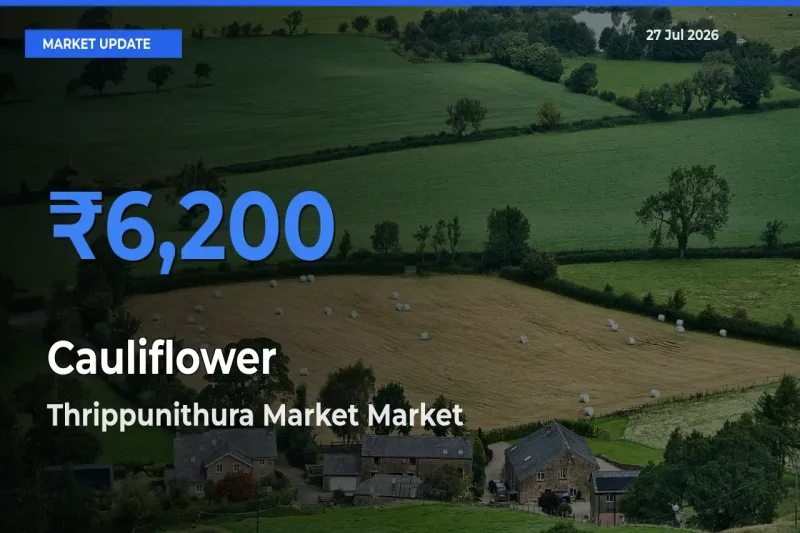 Market Watch: Thrippunithura Market, Ernakulam, Keralam Becomes Top Mandi for Cauliflower