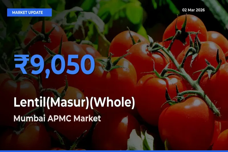 Mumbai APMC Emerges as Top Mandi for Lentil(Masur)(Whole) Prices Today