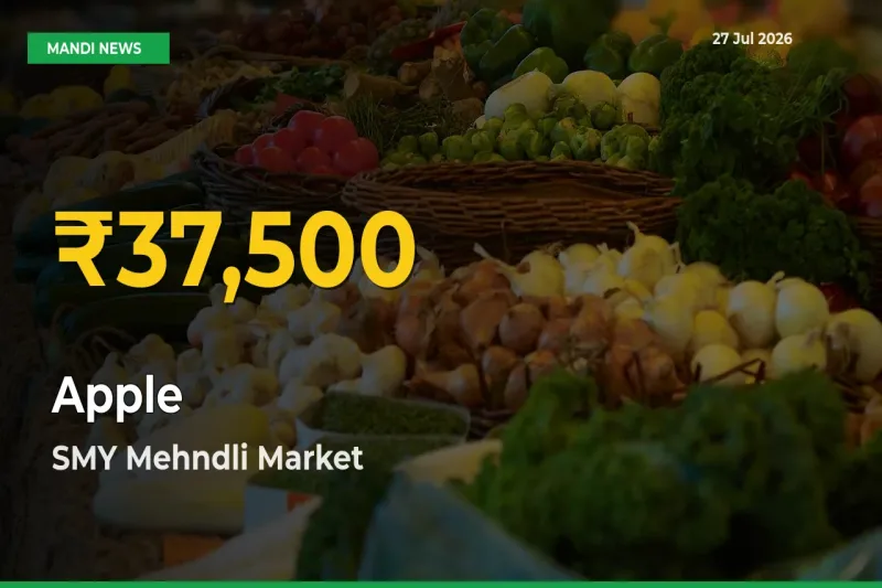 Big Jump in Apple Prices! SMY Mehndli, Shimla, Himachal Pradesh Records New Peak Today