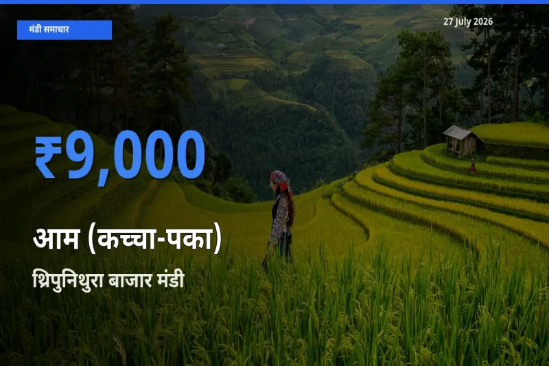 आज आम (कच्चा-पका) के सबसे ऊँचे दाम ₹9,000 थ्रिपुनिथुरा बाजार, एर्नाकुलम, केरलम मंडी में