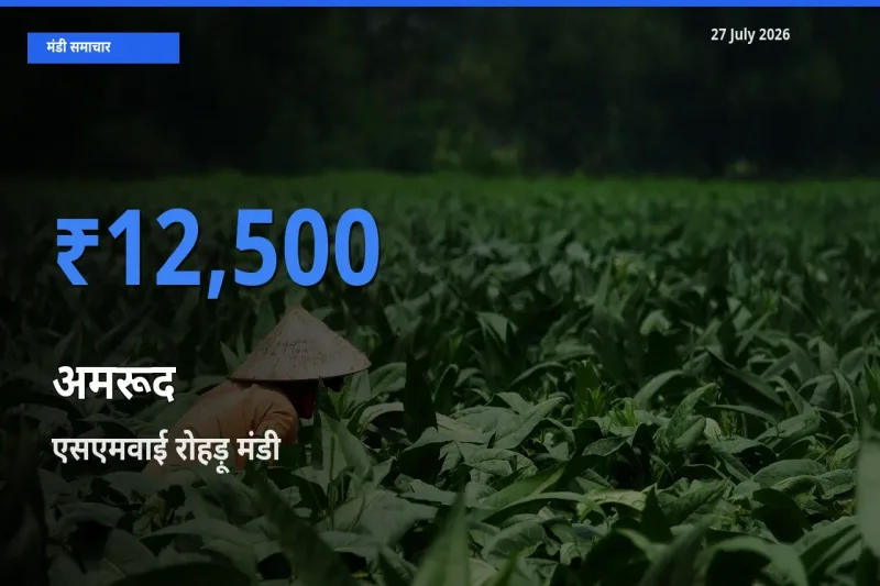 बाज़ार संकेत: एसएमवाई रोहड़ू, शिमला, हिमाचल प्रदेश बना अमरूद के लिए आज की टॉप मंडी