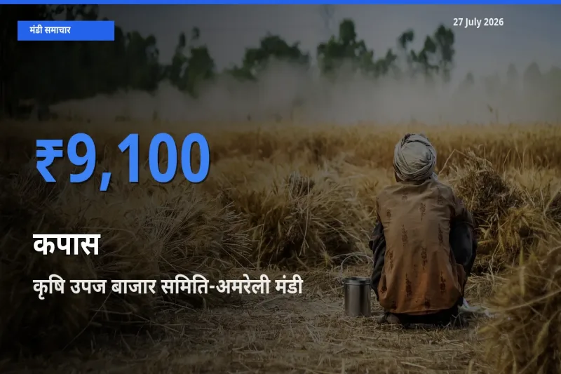 बाज़ार संकेत: कृषि उपज बाजार समिति-अमरेली, गुजरात बना कपास के लिए आज की टॉप मंडी