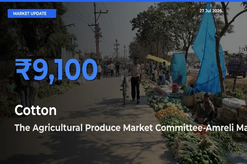 Farmers Prefer The Agricultural Produce Market Committee-Amreli, Gujarat as Cotton Hits Highest Rate