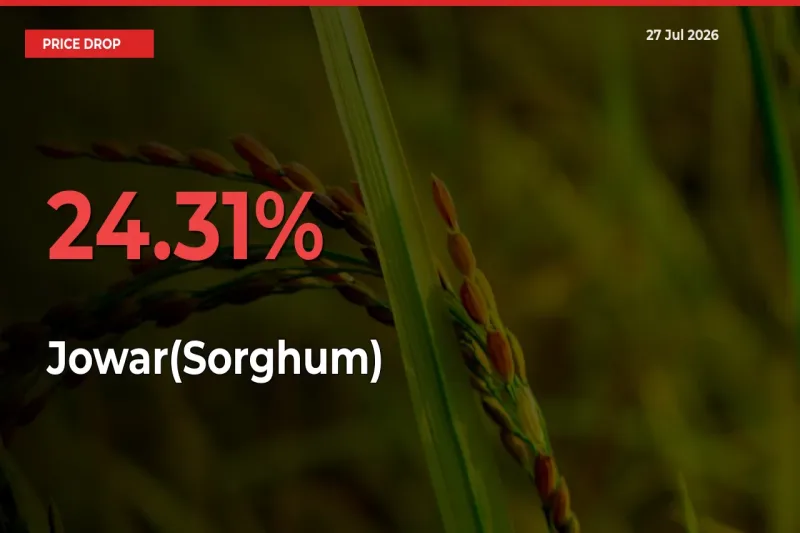 Sharp Fall! Jowar(Sorghum) Prices Plunge 24.31% in a Day at Key Mandis