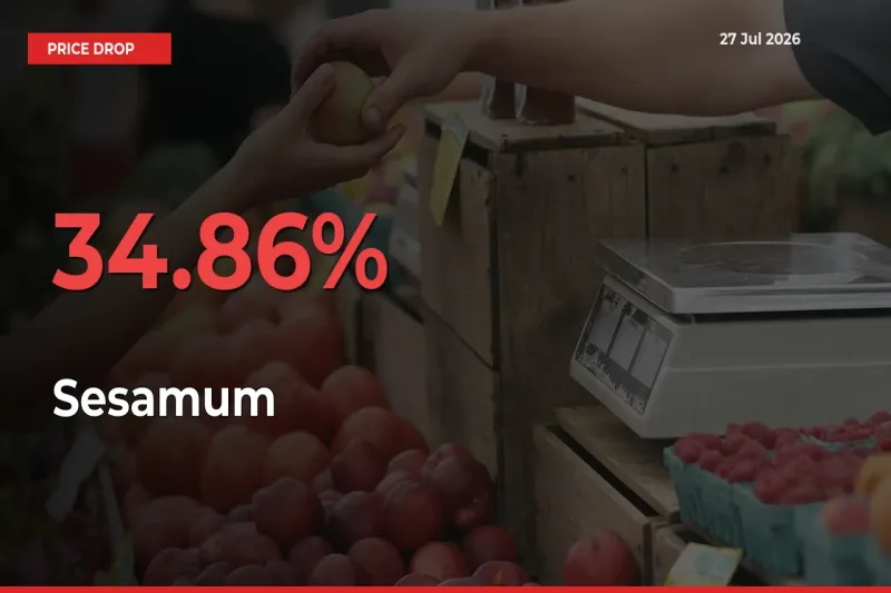 Sharp Fall! Sesamum Prices Plunge 34.86% in a Day at Key Mandis