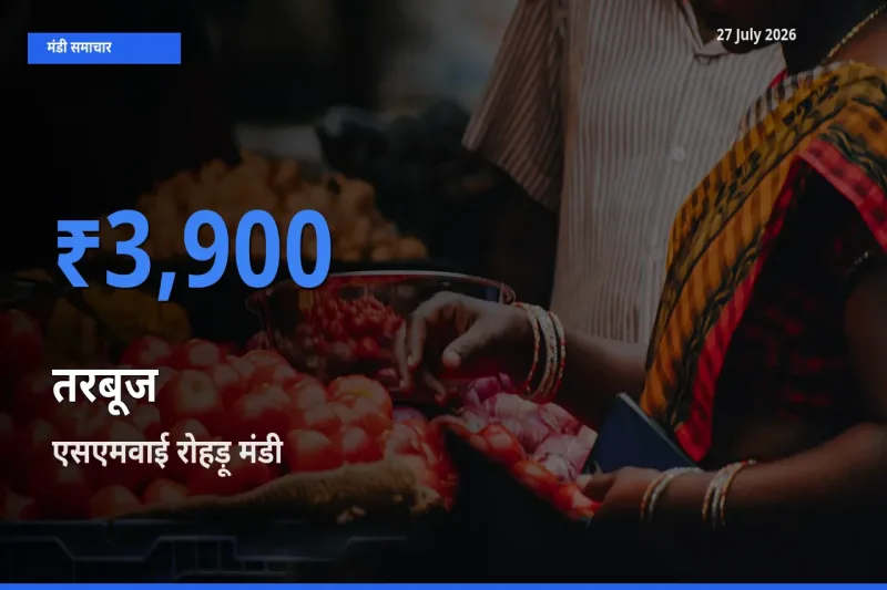 टॉप मंडी बना एसएमवाई रोहड़ू, शिमला, हिमाचल प्रदेश! तरबूज के सबसे ऊँचे दाम यहीं दर्ज