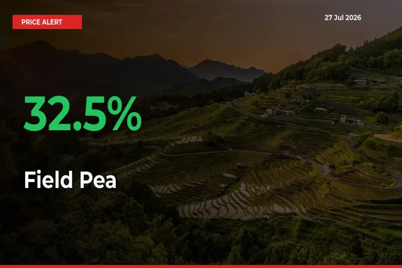 Why Field Pea Prices Rose 32.5% in a Day at Mandis
