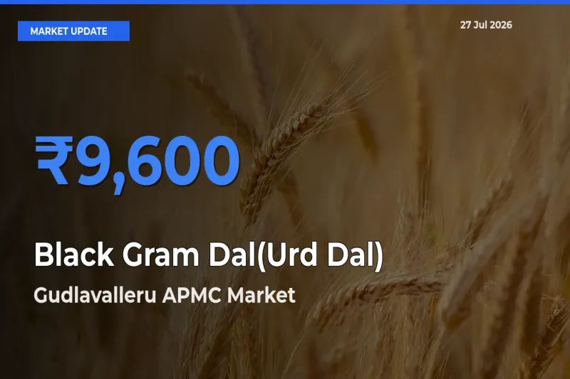 Farmers Prefer Gudlavalleru APMC, Krishna, Andhra Pradesh as Black Gram Dal(Urd Dal) Hits Highest Rate