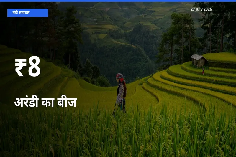 कई मंडियों में अरंडी का बीज के भाव बदले – बाज़ार में बड़ा संकेत