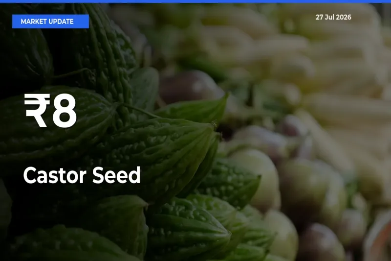Why Castor Seed Prices Are Moving Across Multiple Mandis Today