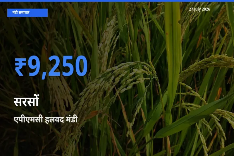 बाज़ार संकेत: एपीएमसी हलवद, मोरबी, गुजरात बना सरसों के लिए आज की टॉप मंडी