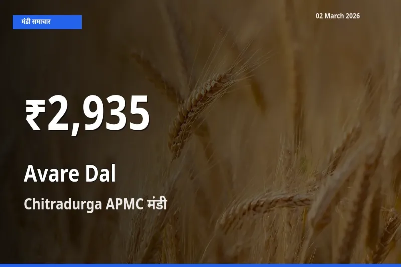 लोबिया दाल के दाम 30 दिनों के सबसे निचले स्तर पर, Chitradurga APMC