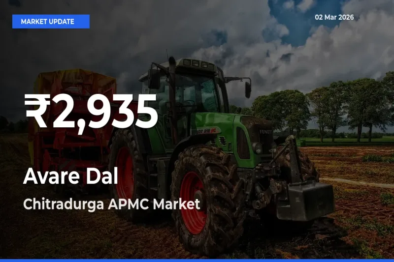 Avare Dal Mandi Rate Today: 30-Day Low Recorded in Chitradurga APMC