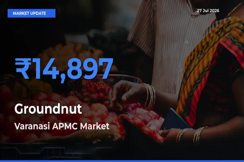 Groundnut Mandi Rate Today: Varanasi APMC, Uttar Pradesh Tops the List