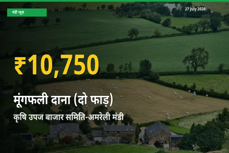 आज कृषि उपज बाजार समिति-अमरेली, गुजरात में मूंगफली दाना (दो फाड़) के दाम रिकॉर्ड स्तर पर, ताज़ा मंडी भाव जानें