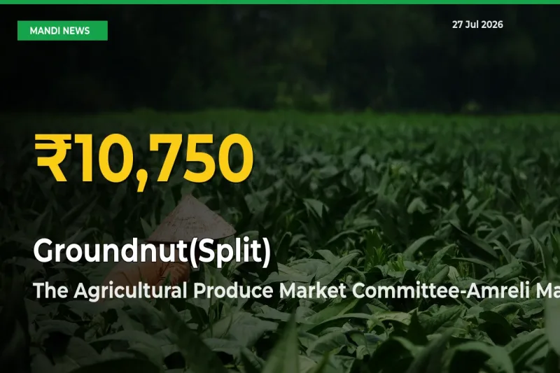 Groundnut(Split) Prices Soar to Record High in The Agricultural Produce Market Committee-Amreli, Gujarat – Farmers Alert Today
