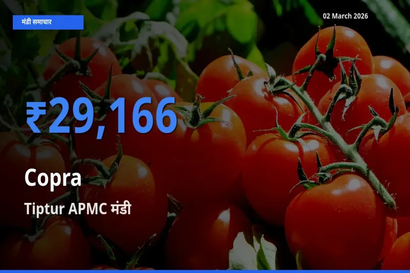 02 March अपडेट: सूखा नारियल के सबसे ऊँचे दाम Tiptur APMC मंडी में