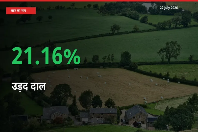 स्थानीय मंडी में उड़द दाल के दाम अचानक 21.16% उछले, किसान सतर्क