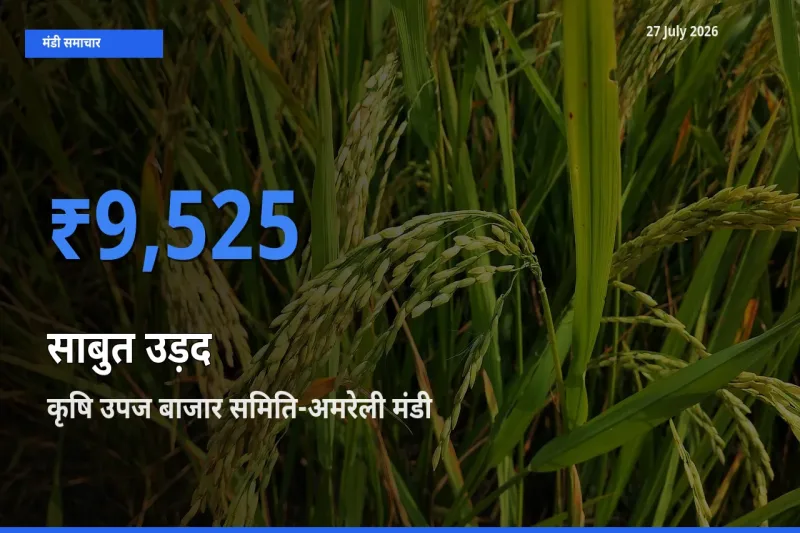 27 July अपडेट: साबुत उड़द के सबसे ऊँचे दाम कृषि उपज बाजार समिति-अमरेली, गुजरात मंडी में