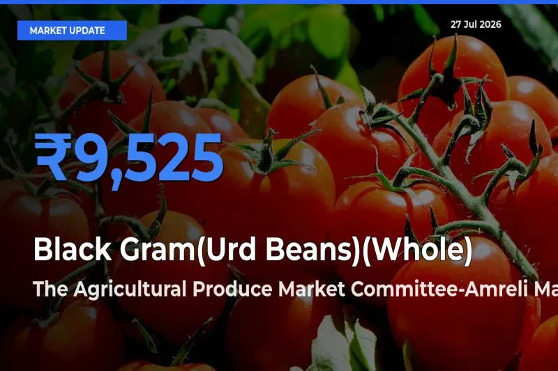 The Agricultural Produce Market Committee-Amreli, Gujarat Offers ₹9,525 – Highest Black Gram(Urd Beans)(Whole) Rate Today