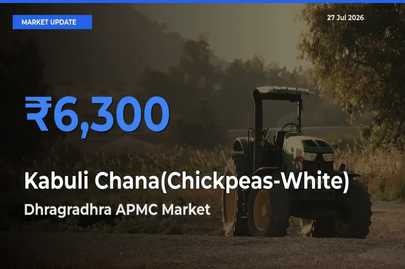 Dhragradhra APMC, Surendranagar, Gujarat Emerges as Top Mandi for Kabuli Chana(Chickpeas-White) Prices Today