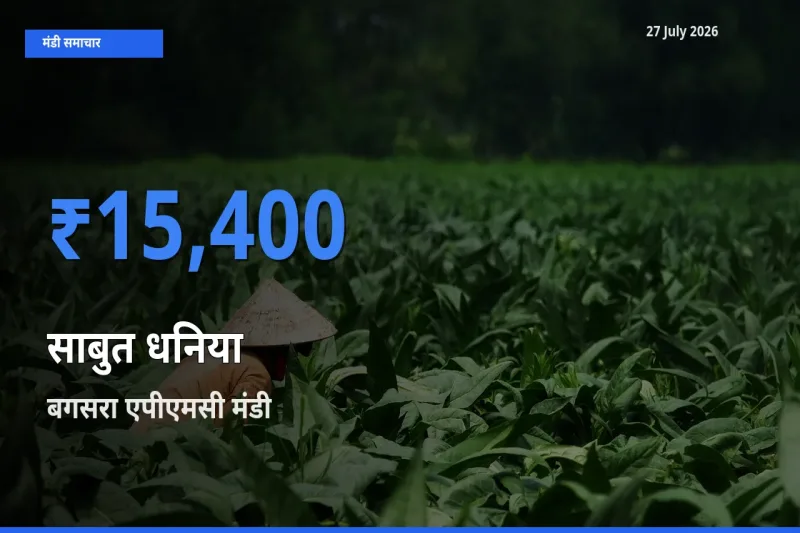 बगसरा एपीएमसी, अमरेली, गुजरात में साबुत धनिया का आज सबसे ऊँचा भाव