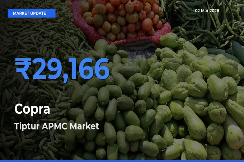 Tiptur APMC Emerges as Top Mandi for Copra Prices Today