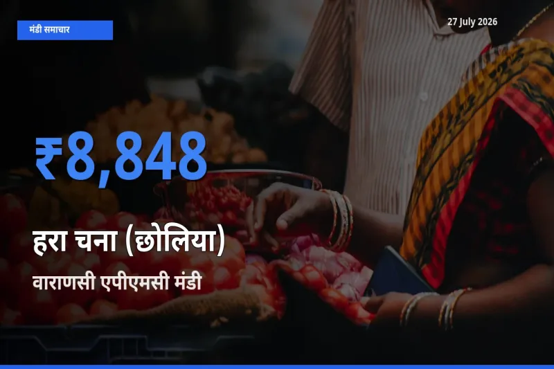 किसानों की पसंद बना वाराणसी एपीएमसी, उत्तर प्रदेश, हरा चना (छोलिया) के सबसे अच्छे दाम