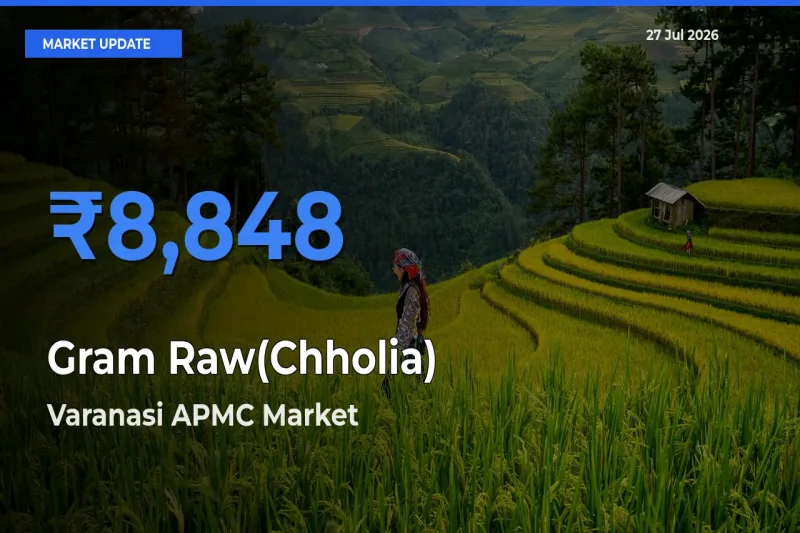 Varanasi APMC, Uttar Pradesh Leads as Top Mandi for Gram Raw(Chholia) Prices