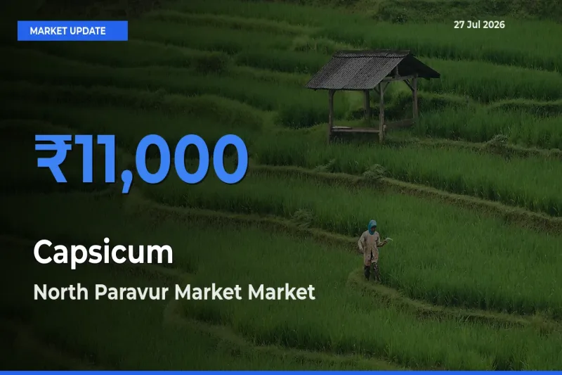 North Paravur Market, Ernakulam, Keralam Offers ₹11,000 – Highest Capsicum Rate Today