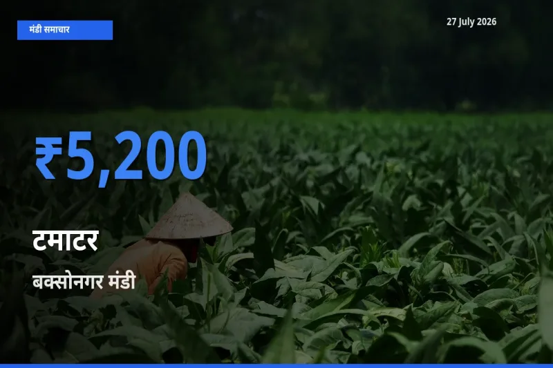 बक्सोनगर, सिपाहीजला, त्रिपुरा में टमाटर का आज सबसे ऊँचा भाव