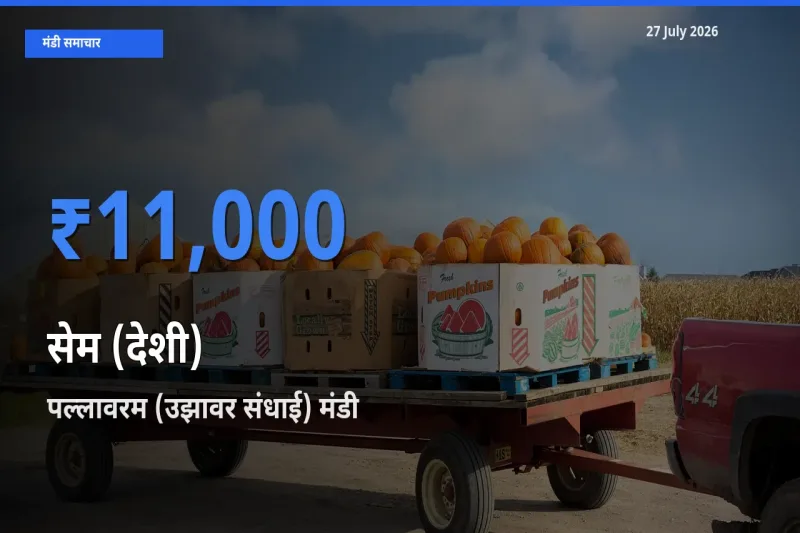 किसानों की पसंद बना पल्लावरम (उझावर संधाई), चेंगलपट्टू, तमिलनाडु, सेम (देशी) के सबसे अच्छे दाम