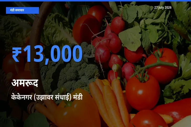 केकेनगर (उझावर संधाई), तिरुचिरापल्ली, तमिलनाडु मंडी में अमरूद ₹13,000 पर पहुँचा – आज का सर्वोच्च भाव