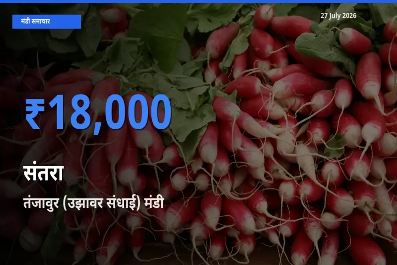 तंजावुर (उझावर संधाई), तमिलनाडु मंडी में आज संतरा के सबसे ऊँचे दाम दर्ज