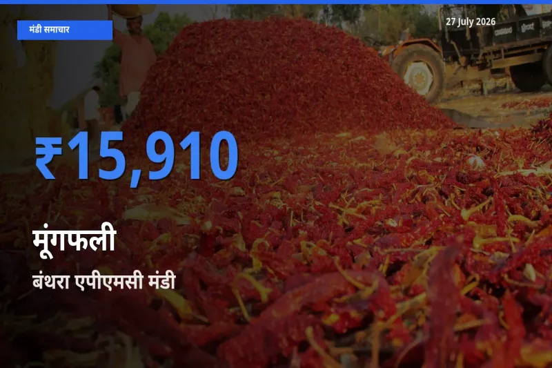 टॉप मंडी बना बंथरा एपीएमसी, लखनऊ, उत्तर प्रदेश! मूंगफली के सबसे ऊँचे दाम यहीं दर्ज