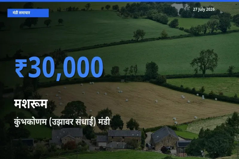 आज मशरूम के सबसे ऊँचे दाम ₹30,000 कुंभकोणम (उझावर संधाई), तंजावुर, तमिलनाडु मंडी में