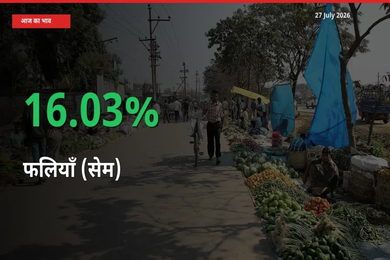 फलियाँ (सेम) 16.03% उछला, मंडी