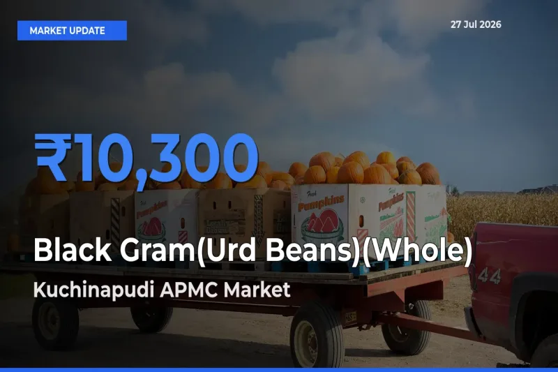 Kuchinapudi APMC, Bapatla, Andhra Pradesh Tops Black Gram(Urd Beans)(Whole) Mandi Rates Today
