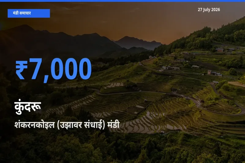 शंकरनकोइल (उझावर संधाई), तेनकासी, तमिलनाडु में कुंदरू का आज सबसे ऊँचा भाव