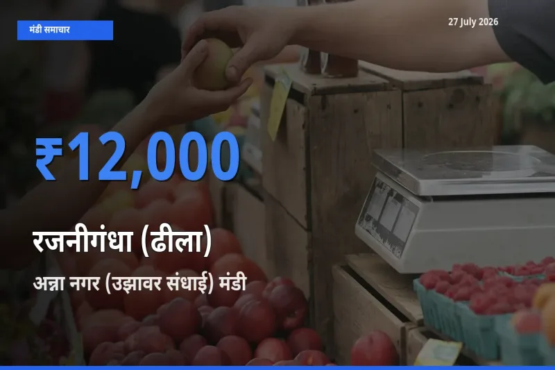 किसानों की पसंद बना अन्ना नगर (उझावर संधाई), मदुरै, तमिलनाडु, रजनीगंधा (ढीला) के सबसे अच्छे दाम
